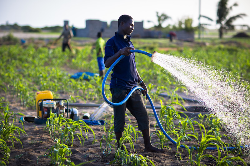 Gideon and Steven are brothers who farm maize, onions and other vegetables. The use a petrol pump to pump groundwater for watering their plants. Photo: Nana Kofi Acquah/IWMI.