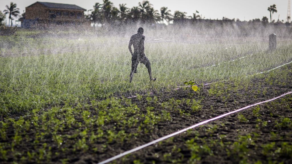 Sprinkler irrigation in Ghana. Photo: Nana Kofi Acquah/IWMI.
