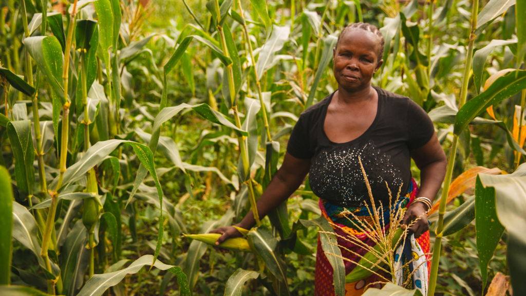 Woman in maize field. Mitchell Maher/IFPRI>