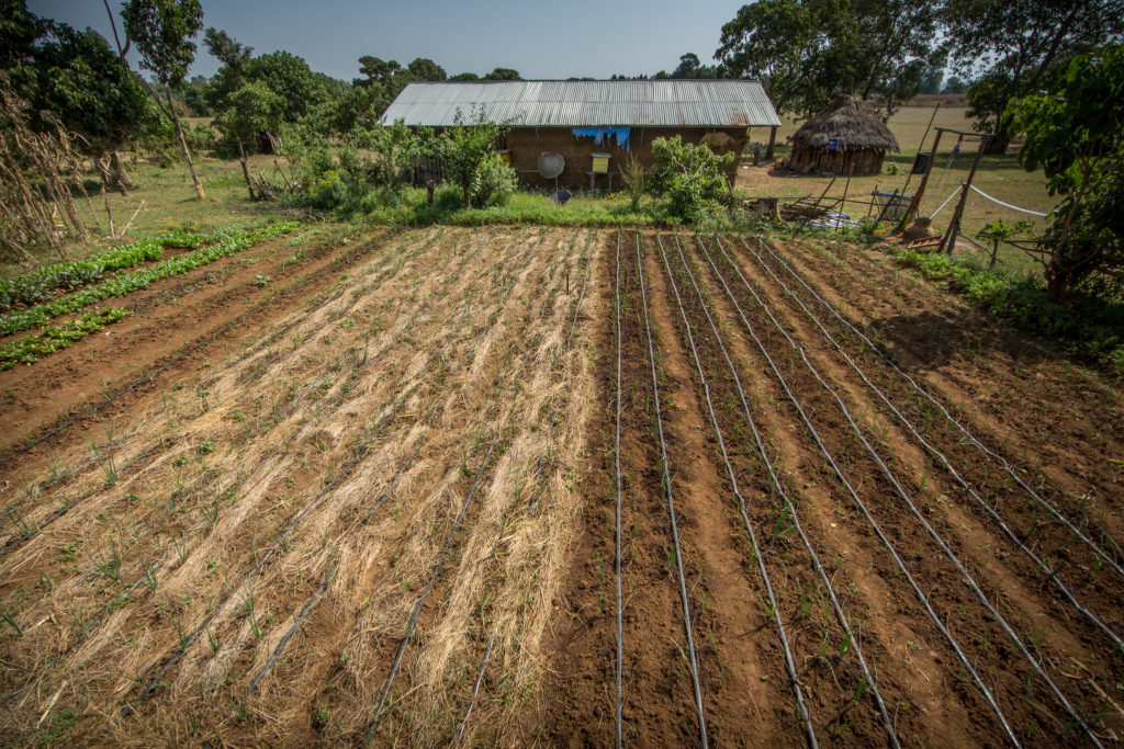 On the left, farmers have applied mulch around the onions, one of the conservation agriculture techniques that leads to higher yields and improved water productivity. Photo by Mulugeta Ayene/WLE.