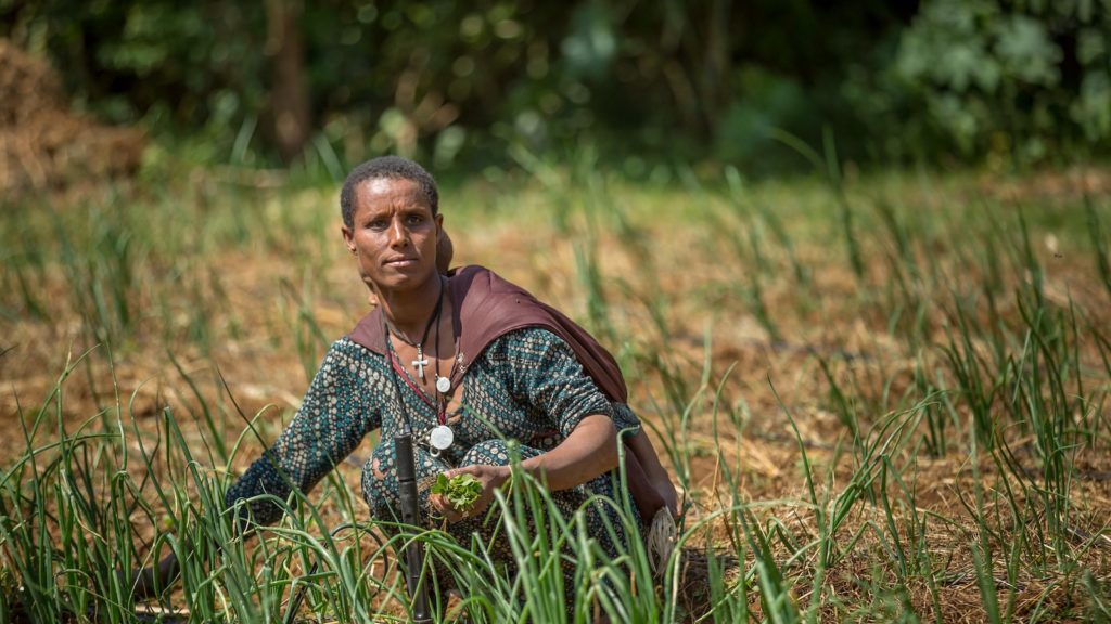 A farmer in Danghesta village, Amhara region, Ethiopia, tends to her onion crops that make a significant contribution to her family's food security. Photo by Mulugeta Ayene/WLE.