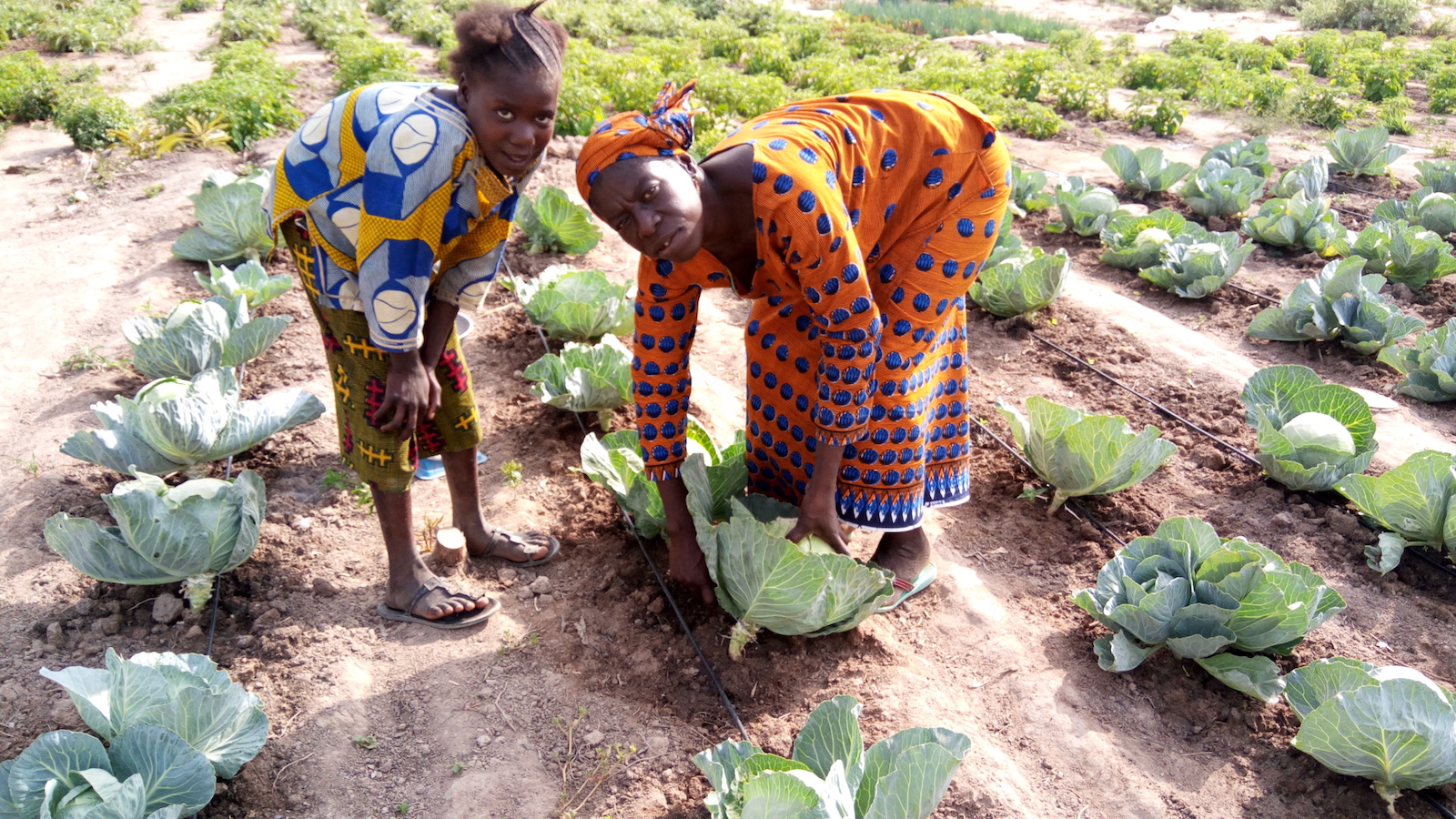 Drip irrigation trial in Mali. World Vegetable Center.