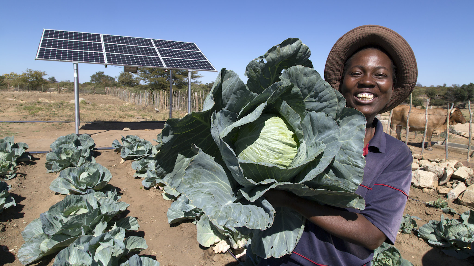 Solar powered irrigation in Zimbabwe. Photo: David Brazier / IWMI.