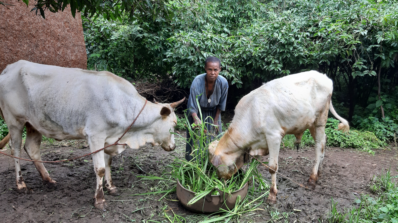 Farmer Mogninet Fentea, Bahir Dar Zuria district. Photo: Fikadu Tessema/ILRI.