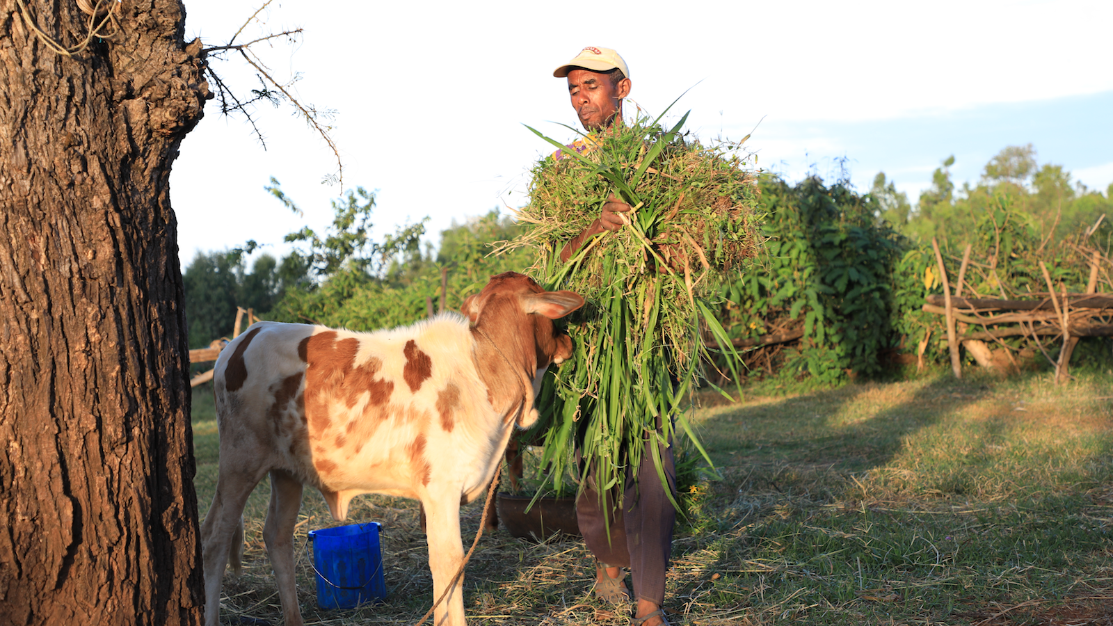 Farmer delivering fodder to his cow. Photo: ILRI.