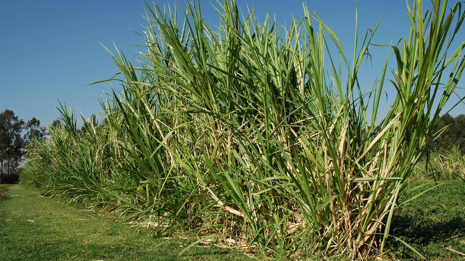 Napier grass fodder crop in Ethiopia. Photo: Apollo Habtamu/ILRI.