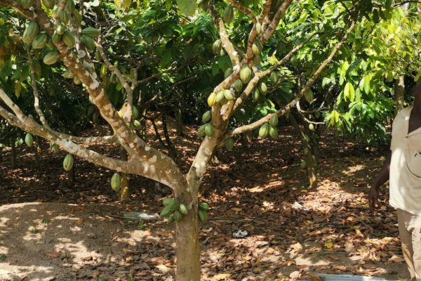 A plantation owner who uses a solar-powered borehole to irrigate his cocoa crop. Photo: Prof Tetteh/KNUST.